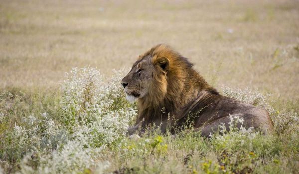 Namibia, Etosha NP Adult male lion resting